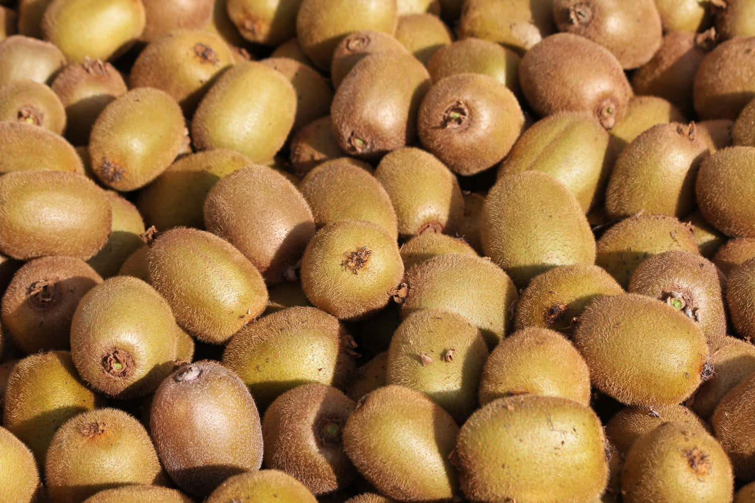 Kiwifruit Harvest, Fruit for Kiwifruit Jam and Relish